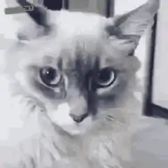 Cat eyes widen in shock