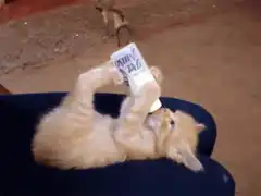 Kitten drinking from a mug