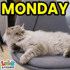 Cat yawning on chair with Monday text