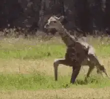 Baby giraffe stumbles and falls