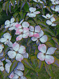 Pink and white dogwood flowers