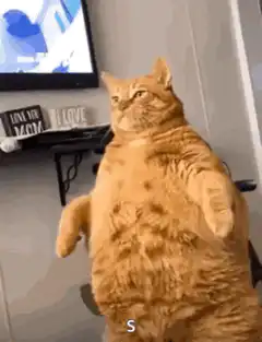 Orange cat standing and swaying