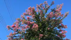 pink flowering tree against blue sky