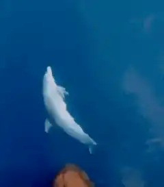 white dolphin swimming underwater