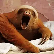 Sloth yawning and closing eyes