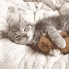 sleepy kitten cuddling teddy bear