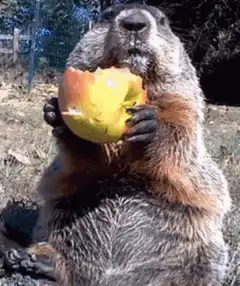 Groundhog eating an apple
