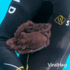 Octopus clinging to diver's wetsuit