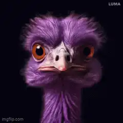 Purple Ostrick Zooming In