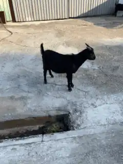 black goat standing on concrete