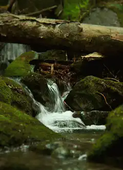 small waterfall under log