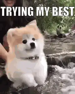 Trying My Best Dog