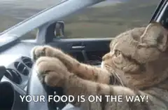 Cat driving car food on the way