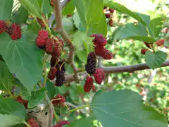 Ripe and unripe mulberries on a branch