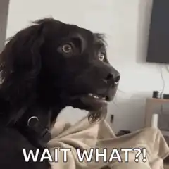 Confused dog wait what