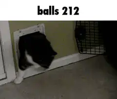 Cat squeezing through pet door