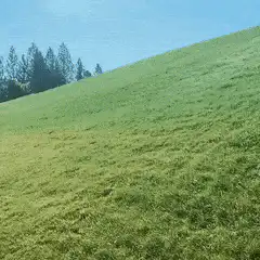 Dog rolling down a grassy hill