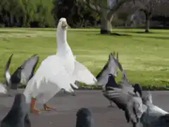 Dancing white goose scares pigeons