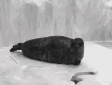 Seal sliding on ice