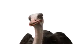 Judgy Ostrich Head Tilt