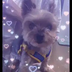 sparkling eyes yorkie puppy