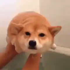 Shiba Inu Dog Bath