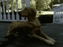 dog with glowing eyes