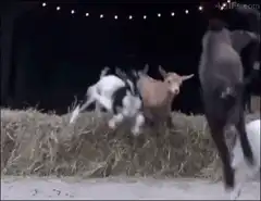 Goats jumping on hay bales