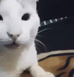 White cat chewing and blinking