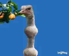 Ostrich eating orange with lightning bolt