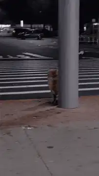 cat peeking from behind pole