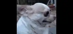 Smiling Chihuahua