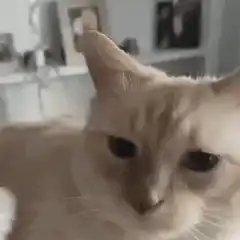 cat headbutt and run away