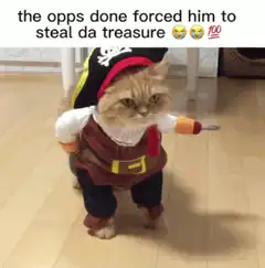 Cat dressed as a pirate