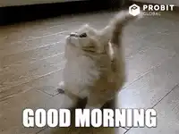 fluffy kitten good morning