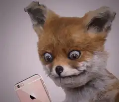 Fox head puppet blinking at phone