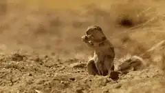 squirrel eating then falling over