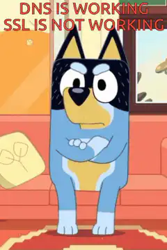 Blue Heeler Dog Confused DNS SSL