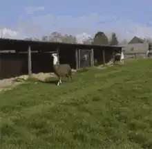 llama jumping and running in field
