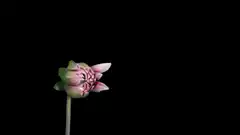 Pink flower blooming