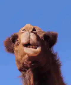 Camel smiling and laughing