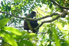 Monkey sitting in tree