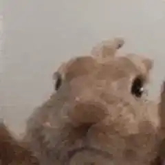 Camel waving its paw