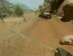 First person pulling a buffalo with a rope