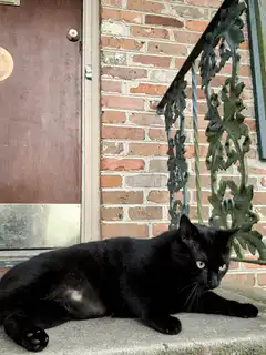 black cat on porch steps