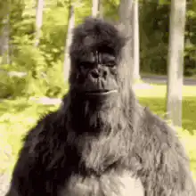 gorilla giving thumbs up then flipping bird
