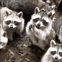 Raccoon eating and looking around