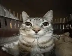 wide-eyed tabby cat in wooden crate