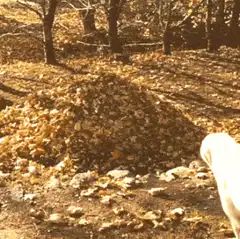 Dog jumps into a pile of leaves