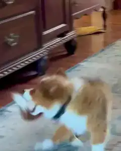 Corgi puppy shaking head